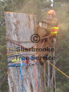 Tree Lopping and Removal Tree Lopping and Removal