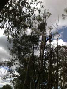 tree_blocking_down