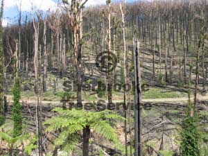 firekilledtreeremoval