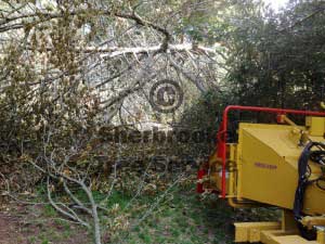 storm-damage-dandenong-ranges
