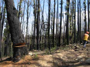 treefallinggembrook