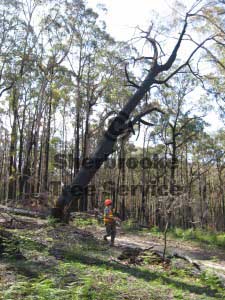 treefelling
