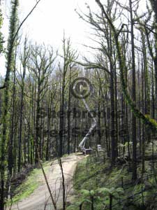 treeloppinggembrook
