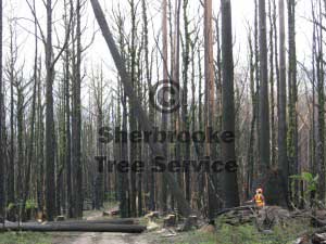 treeremovalgembrook Felling a dead tree across the track