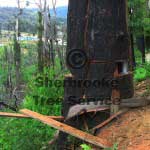 tree removal marysville tree removal marysville