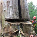 tree felling marysville tree felling marysville