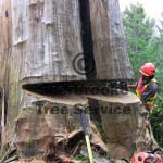 large tree works large tree works