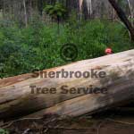 tree inspection tree inspection