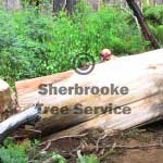 fire killed regnans felled fire killed regnans felled