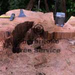 t wedge and tree jack t wedge and tree jack