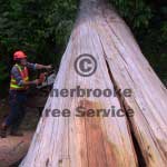 graeme crosscutting log across track graeme crosscutting log across track