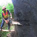 chainsaw cutting chainsaw cutting