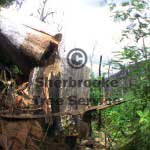fire killed mountain ash fire killed mountain ash