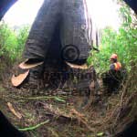 fire killed tree felling fire killed tree felling