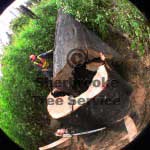 tree faller at stump tree faller at stump