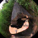 dead tree removed dead tree removed