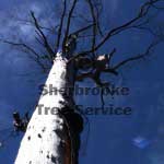 climbing dead tree for removal climbing dead tree for removal
