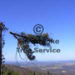 yarra ranges shire tree pruning yarra ranges shire tree pruning