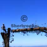 tree lopping kinglake tree lopping kinglake