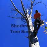 tree climbing tree climbing