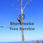 branch removal branch removal