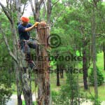 Alex Tree Rescue
