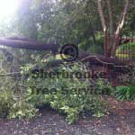 the fallen tree on the fenceline