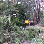 storm damaged tree fallen through fenceline