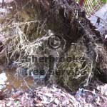 the root ball of the tree after it tipped out of the ground