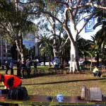 tree climbing