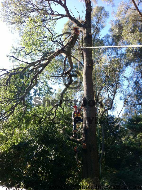 emerald-tree-service Emerald Tree Service