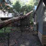 tree-next-to-house