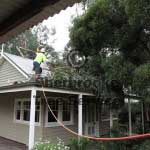 tree-on-roof