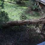 tree-stabilise