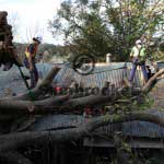 tree lopping belgrave