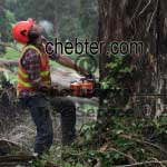 tree-falling