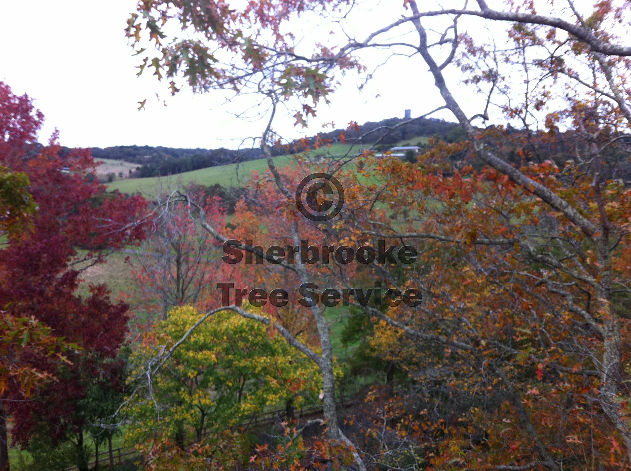 Tree Pruning Dandenong Ranges Sherbrooke Tree Service