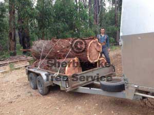 Jesse stands beside the cypress logs that were cut down in Avonsleigh.