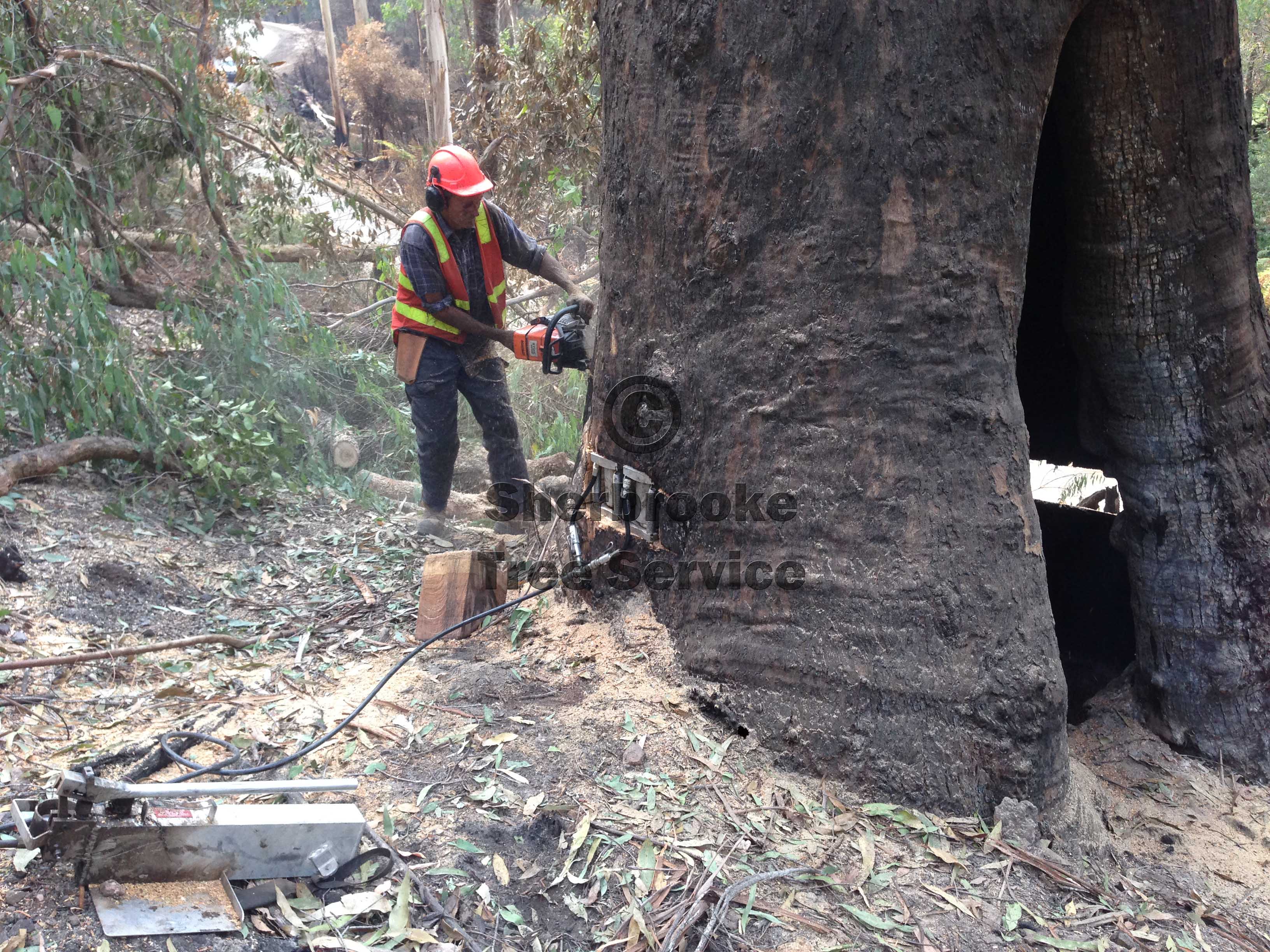 tree felling Dandenong Ranges, Belgrave, Mt Evelyn Tree Removal and