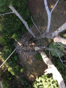 Looking down the trunk of this dead messmate tree we removed in Emerald.