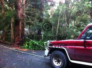 Pulling the uprooted tree back with the ute