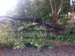 the fallen tree on the fenceline