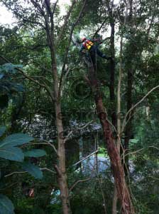 Graeme leans over from another try to rig the tree for lowering