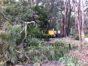 storm damaged tree fallen through fenceline