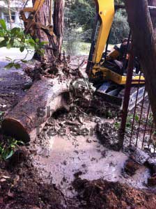 stump removal mt evelyn