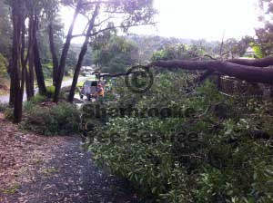 the tree to cleanup after tipping out of the ground