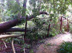 the tree to be removed in mt evelyn