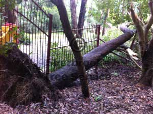 the tree laying right across the fence