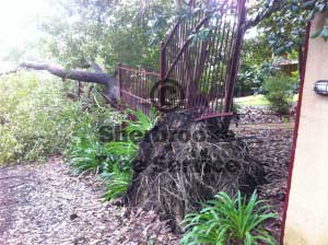 the tree uprooted taking the fenceline with it