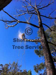 monbulk tree lopping